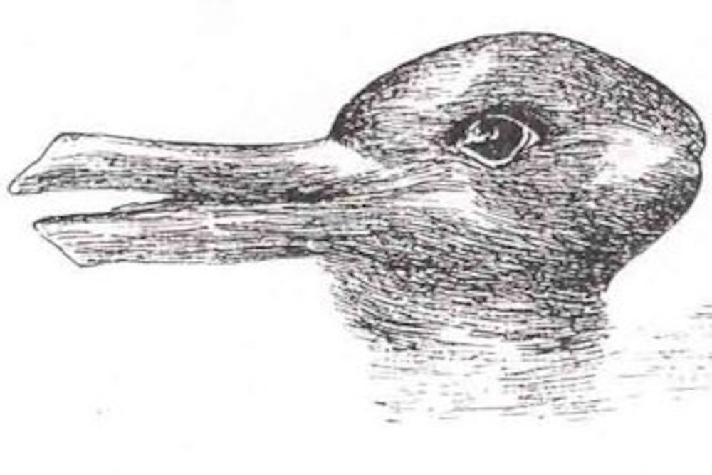 illusione ottica coniglio o papera