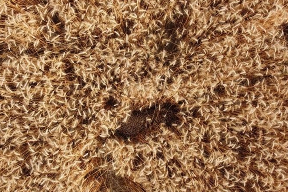 illusione ottica mimetizzazione leopardo cosa vedi in questa immagine